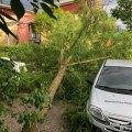 Baum umgestürzt, Klaus-Tussing-Straße